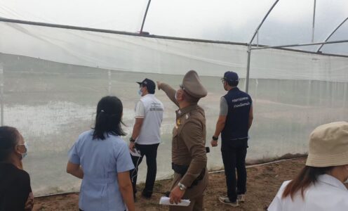 sakaeo farm