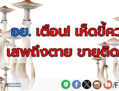 อย. เตือน “เห็ดขี้ควาย” จัดเป็นพืชเสพติดให้โทษ