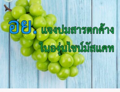 อย. แจงสารตกค้างที่ตรวจพบในองุ่นไชน์มัสแคท