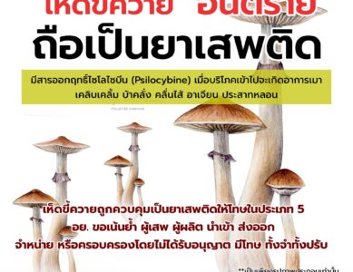 “เห็ดขี้ควาย”