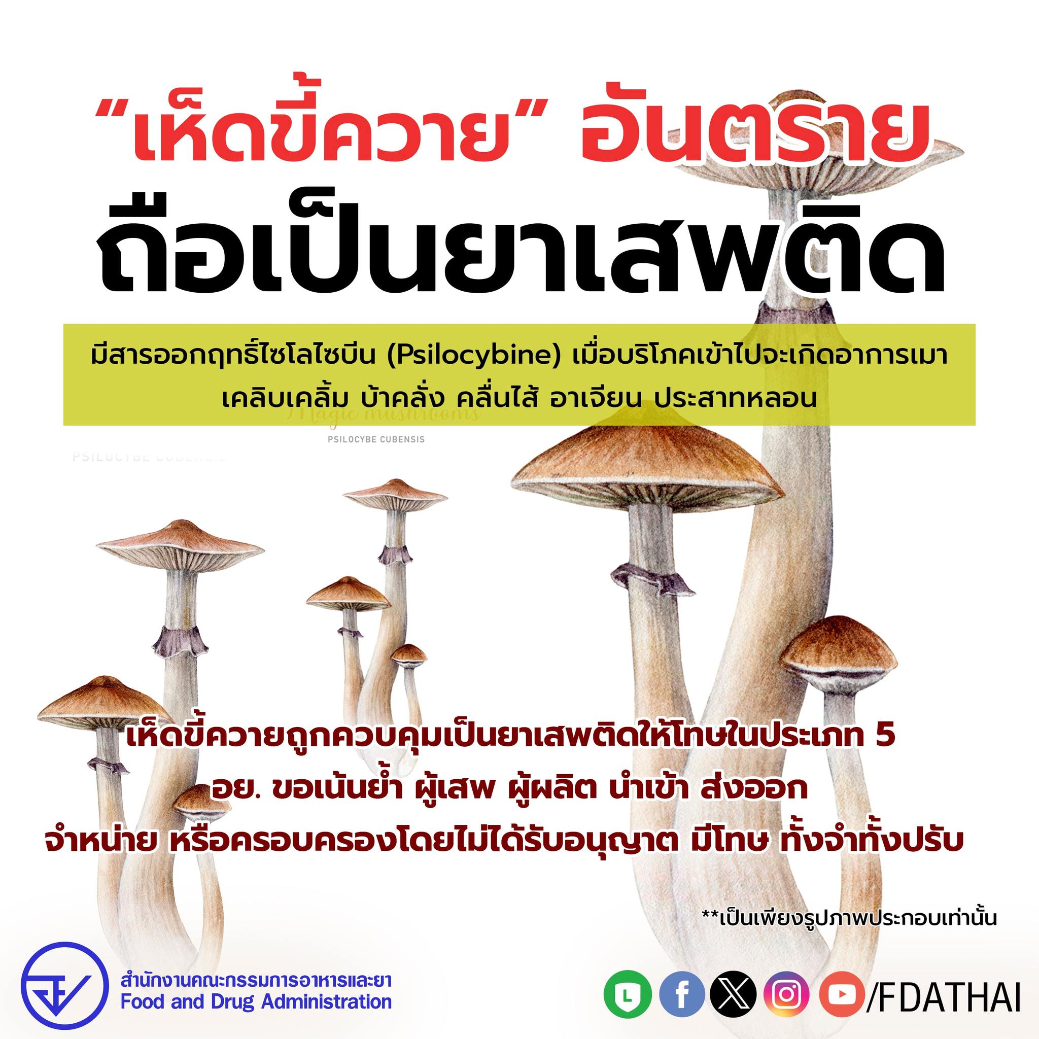 “เห็ดขี้ควาย”